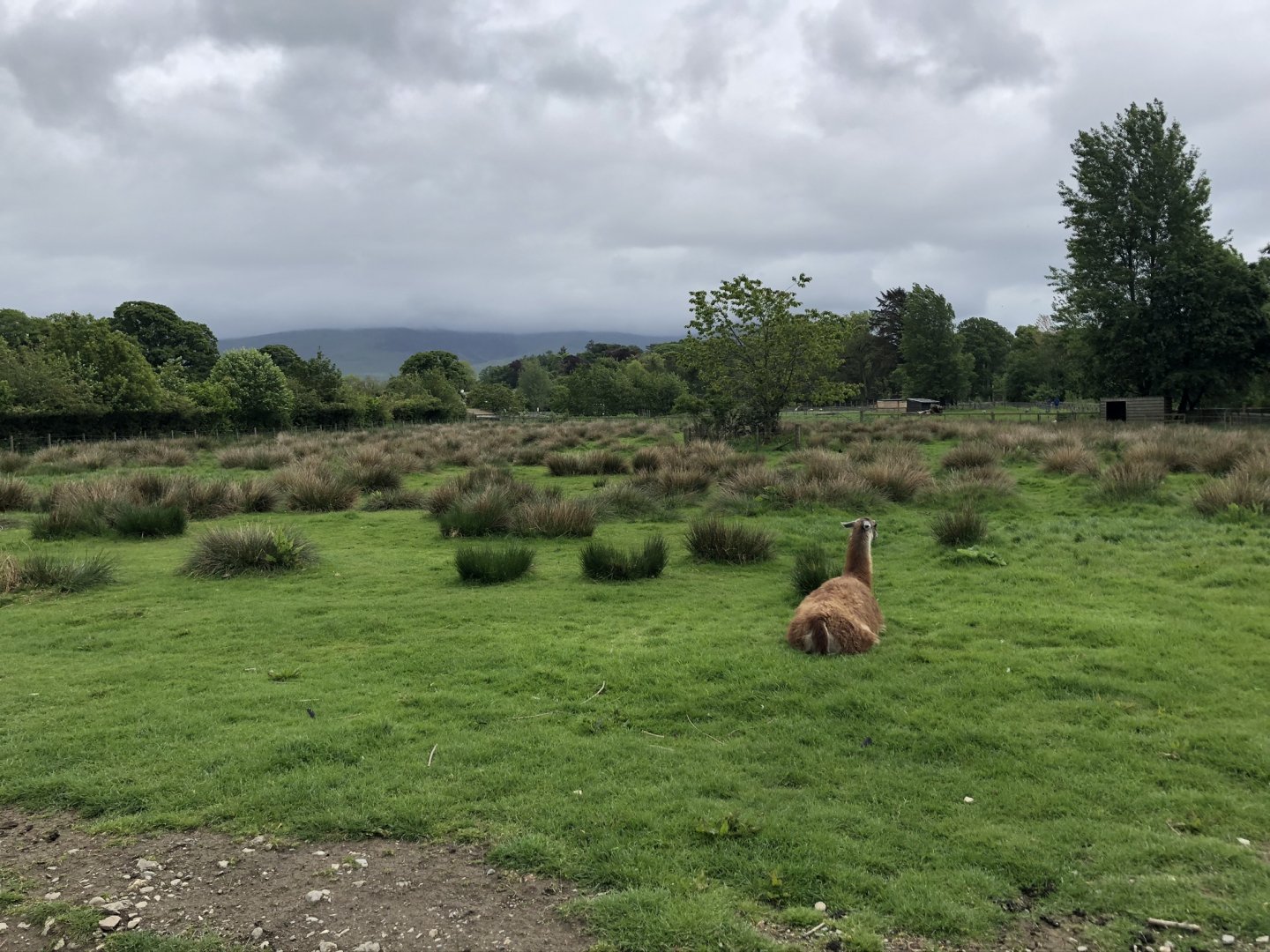 Guanaco Enclosure at Lake District Wildlife Park (May 2019)
