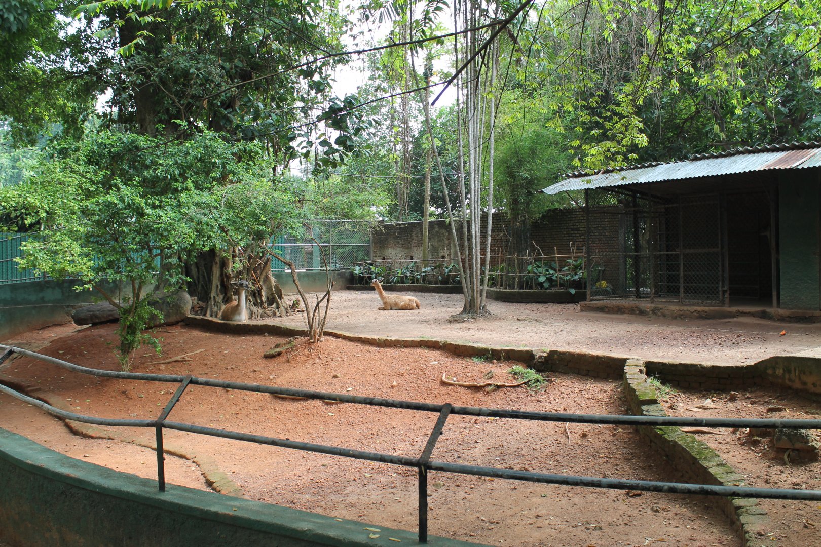 Guanaco enclosure