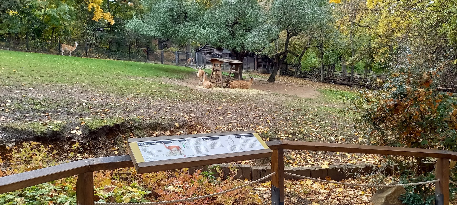 Guanaco enclosure