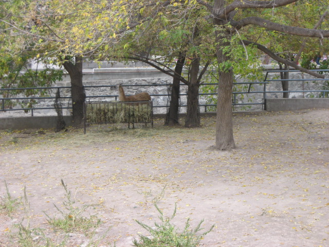 Guanaco Exhibit ( Armenia ) Yerevan zoo