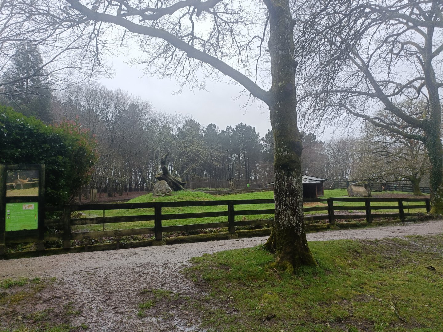 Guanaco exhibit -Marcelle Naturaleza