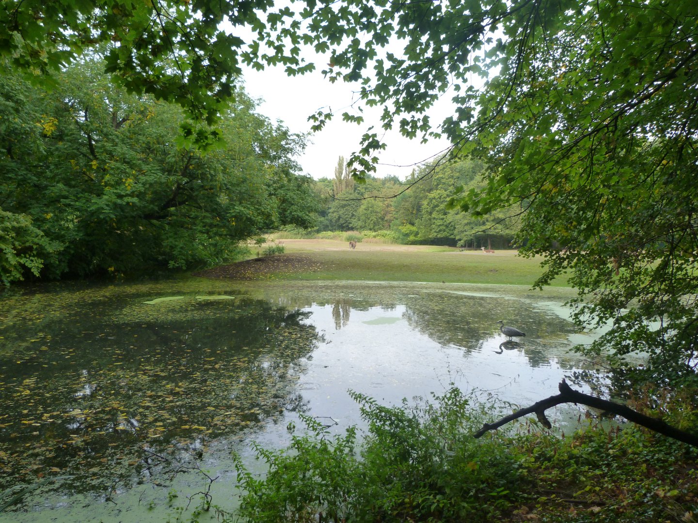 Guanaco exhibit pond -Tierpark Berlin (2024)
