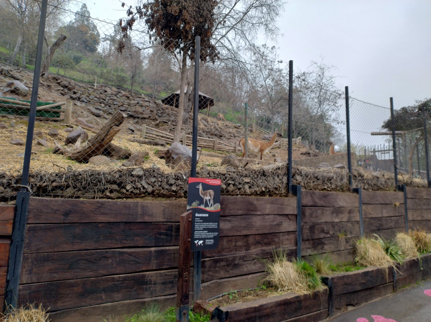 Guanaco exhibit - Santiago zoo (Zoologico nacional)
