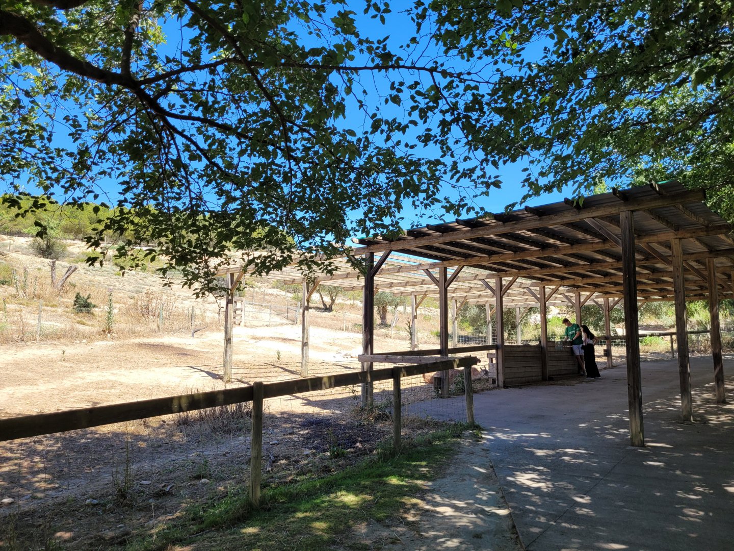 Guanaco exhibit -Sendaviva (2024)