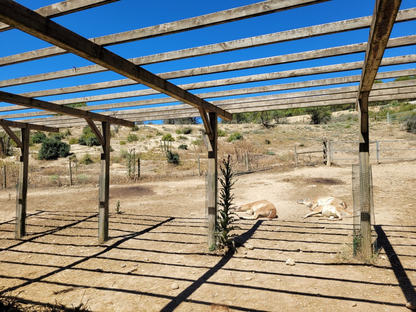 Guanaco exhibit -Sendaviva (2024)