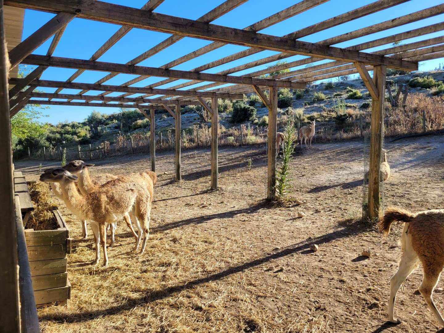 Guanaco exhibit -Sendaviva (2024)