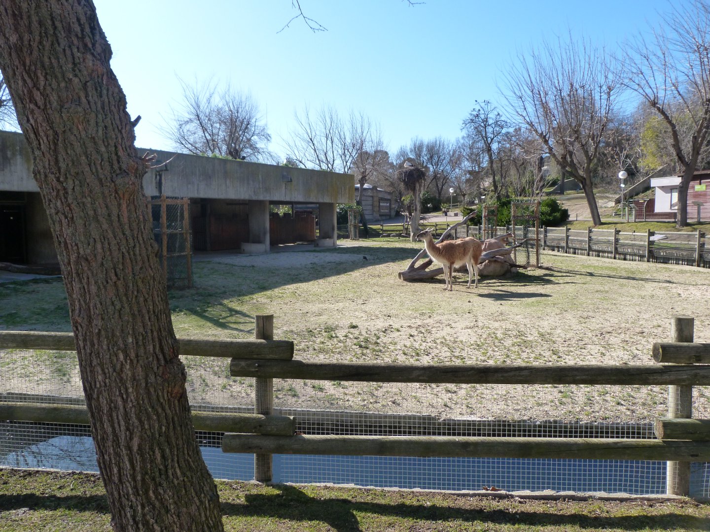 Guanaco exhibit -Zoo Aquarium de Madrid (2025)