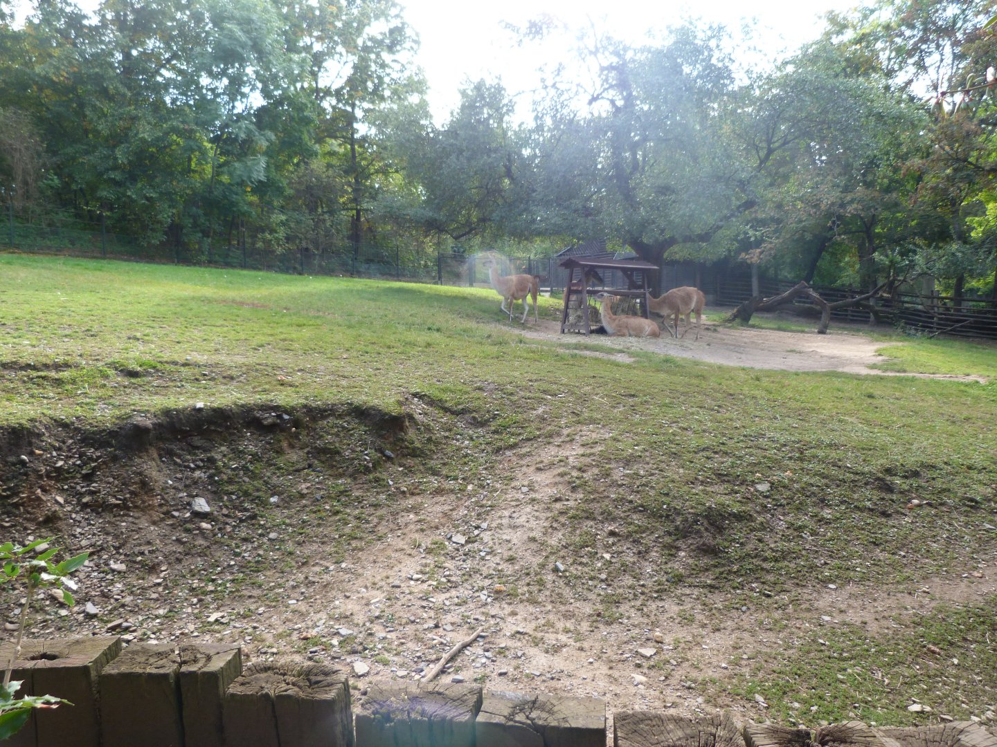 Guanaco exhibit -Zoo Praha (2025)