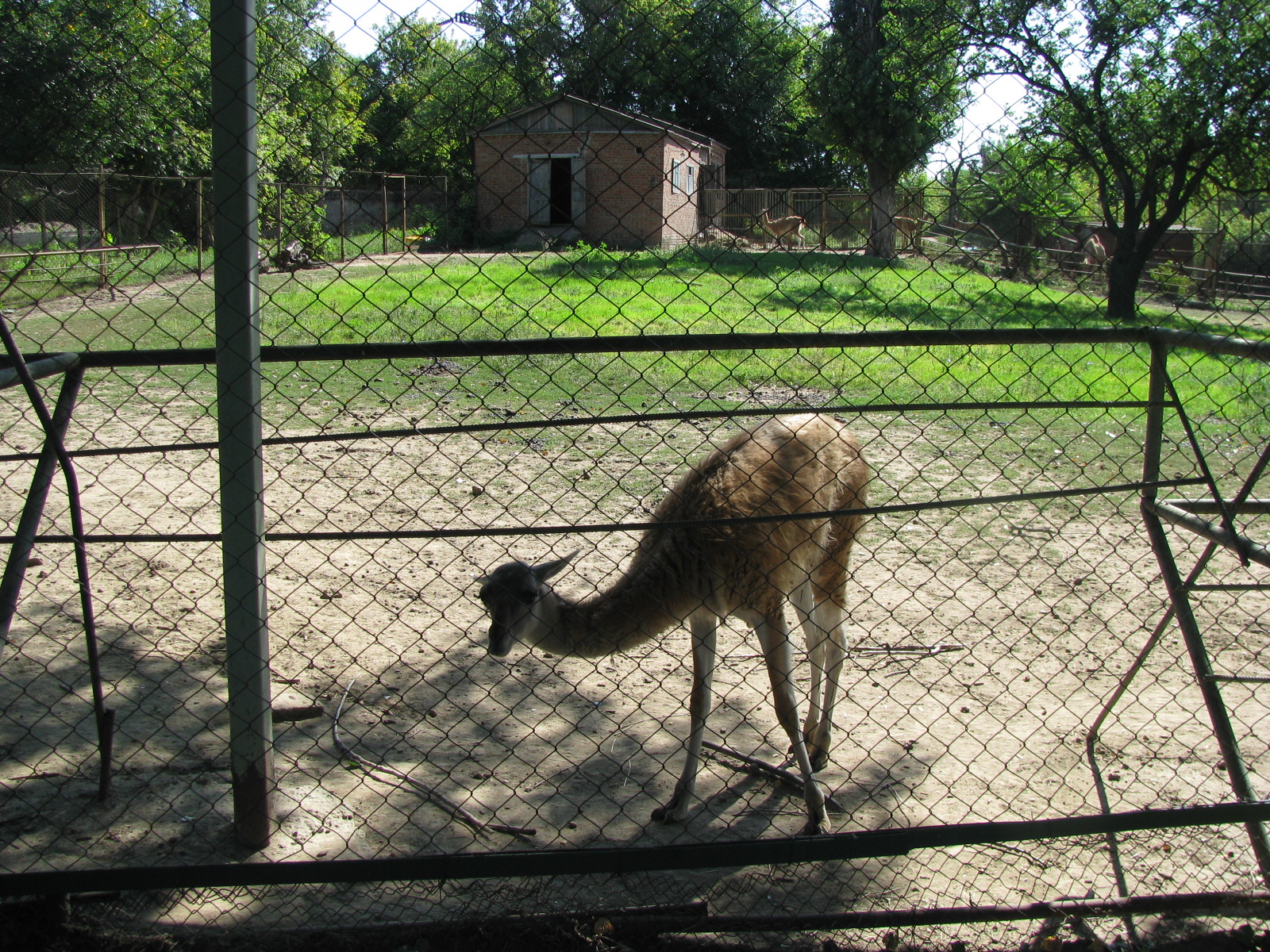 Guanaco exhibit