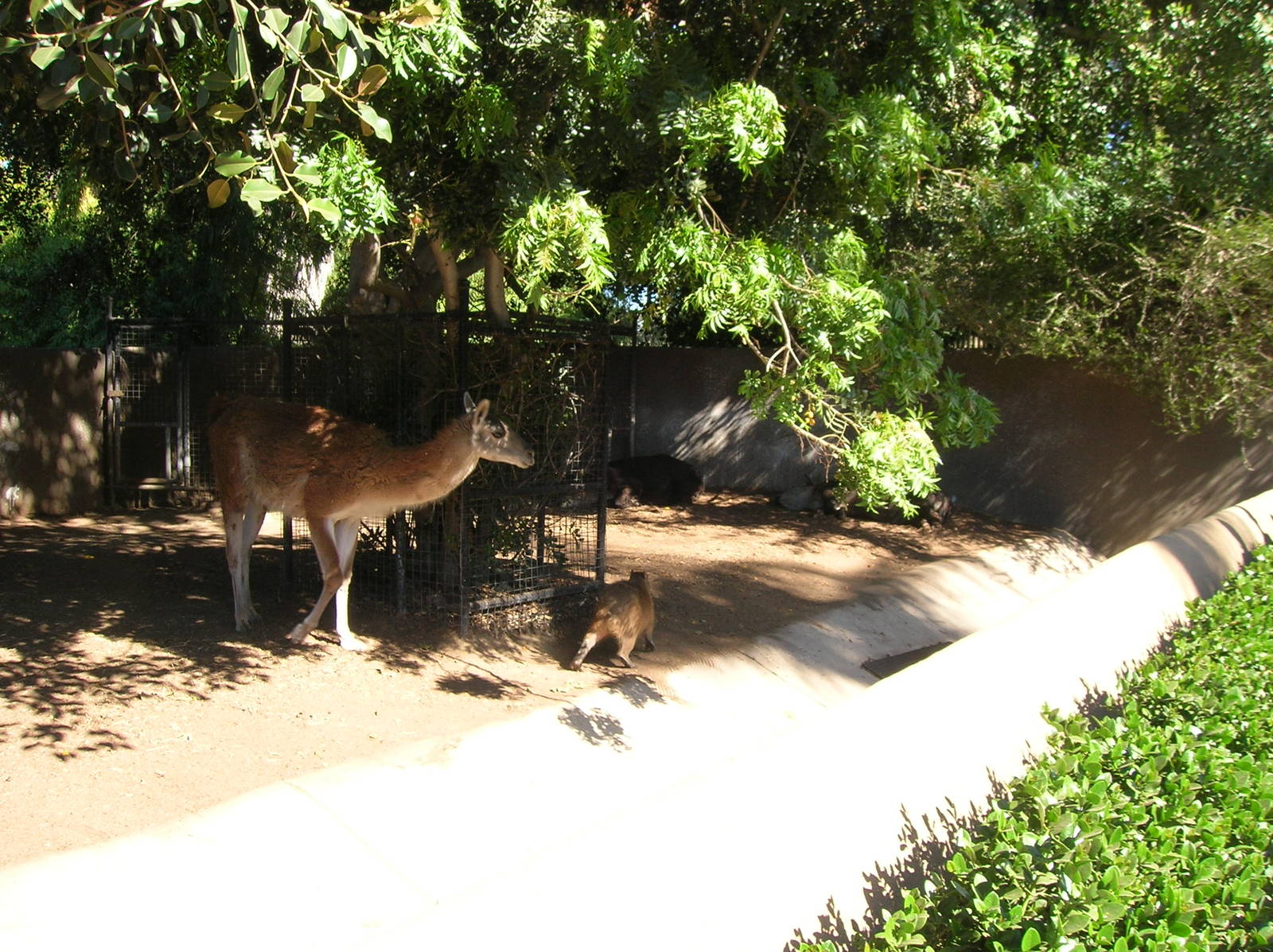 Guanaco Following a Capybara 2-4-09