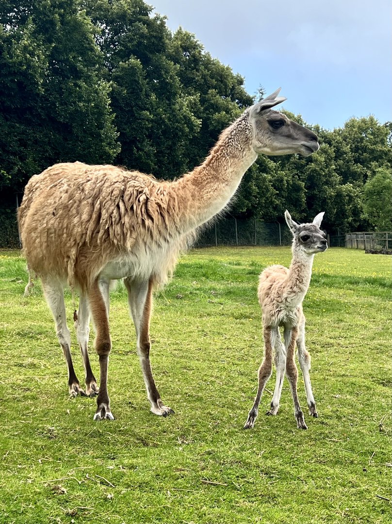 Guanaco Gracie & chulengo