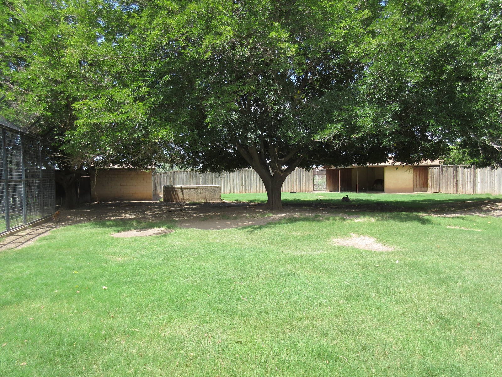 Guanaco/Greater Rhea/Reeve's Muntjac Exhibit