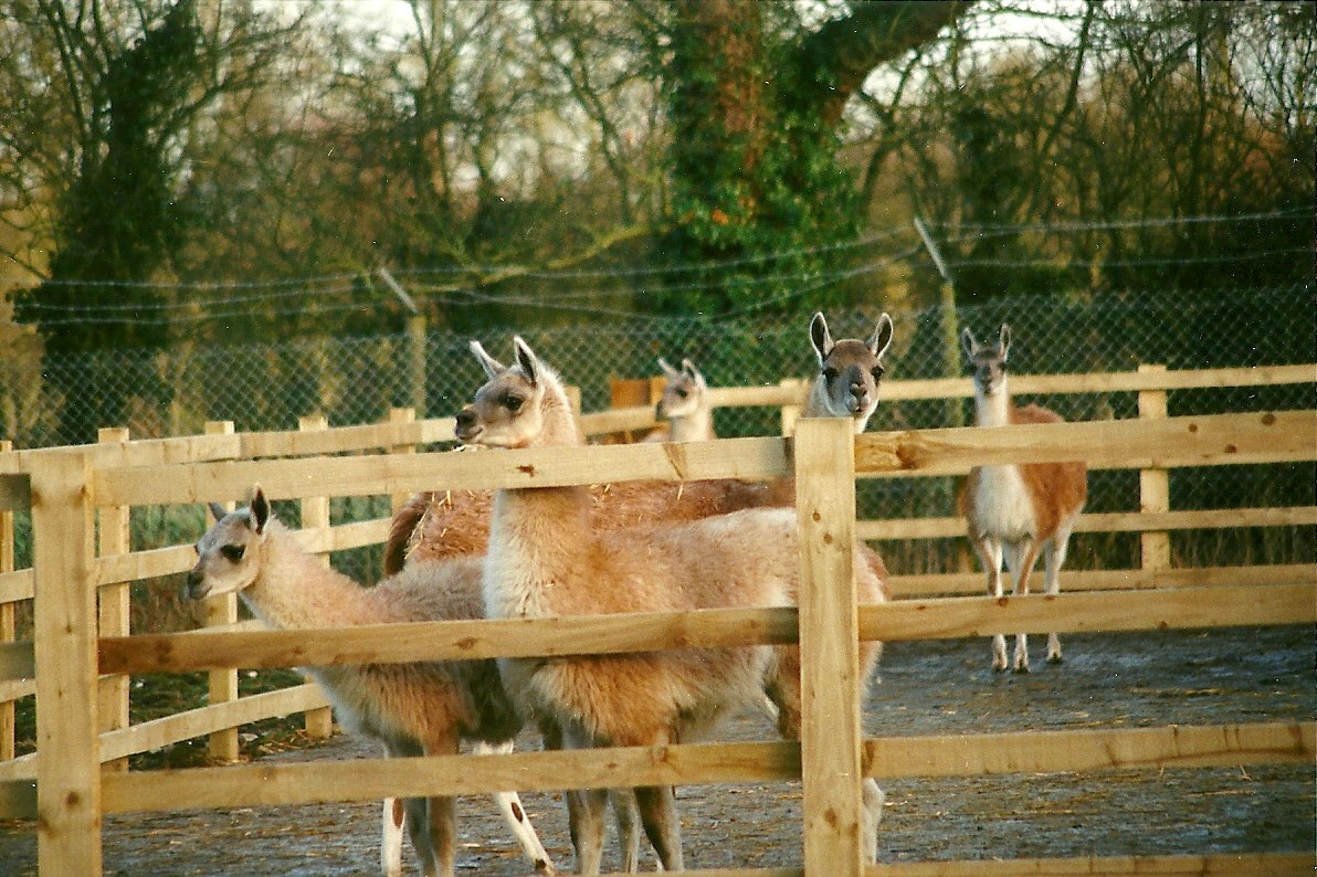 Guanaco hardstanding 8th January 2000