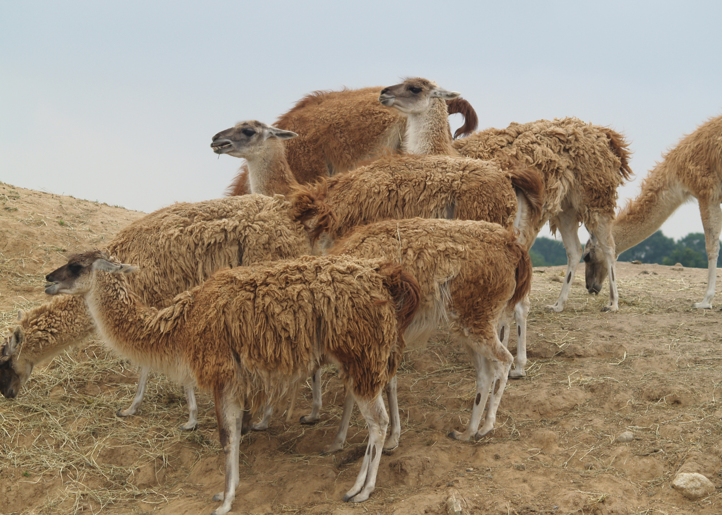 Guanaco herd, 2006-07-08
