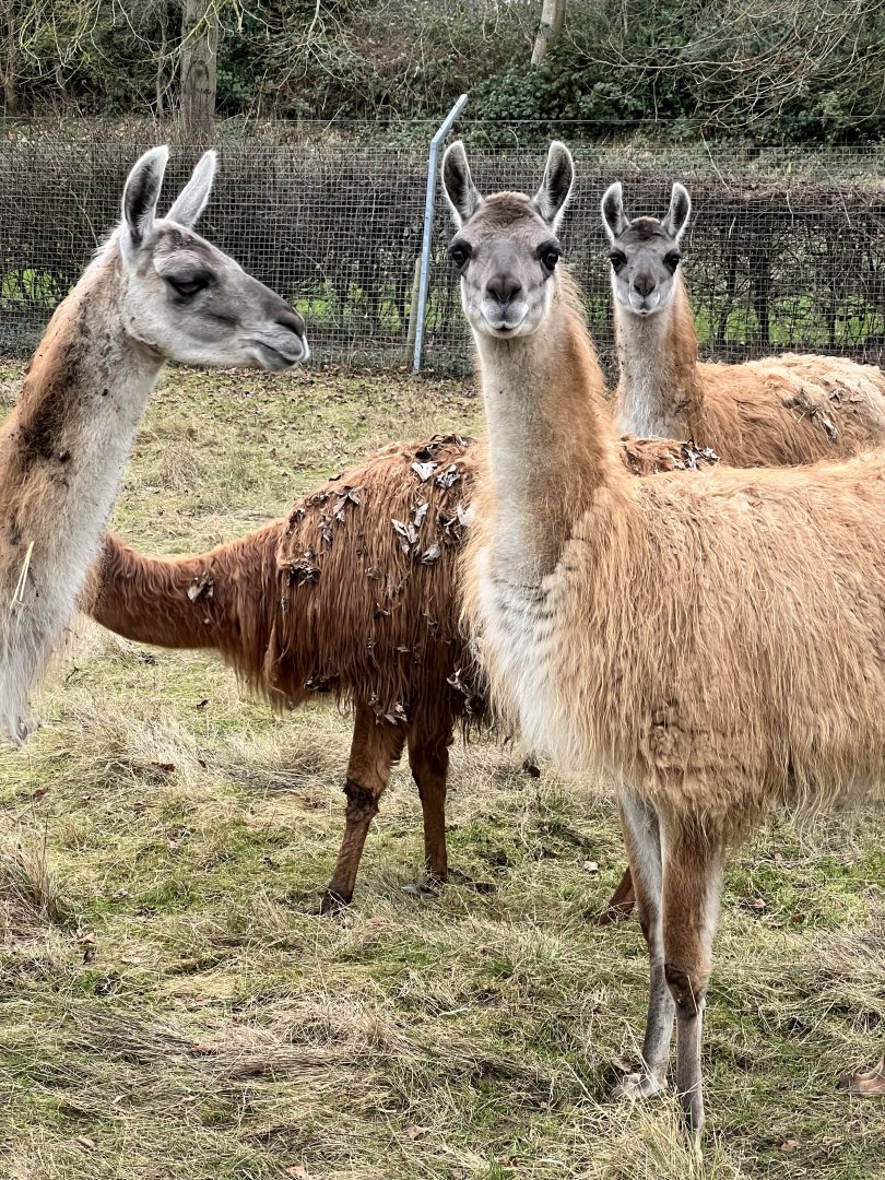 Guanaco herd