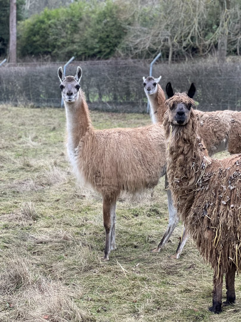 Guanaco herd