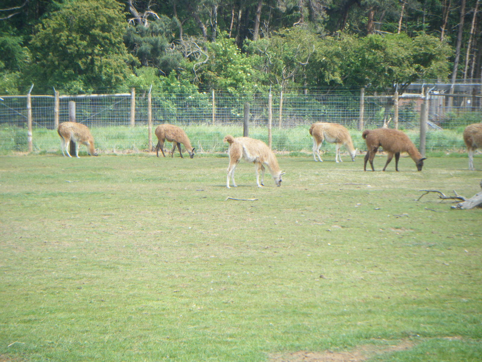 Guanaco Herd