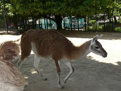 Guanaco in Kishnev Zoo