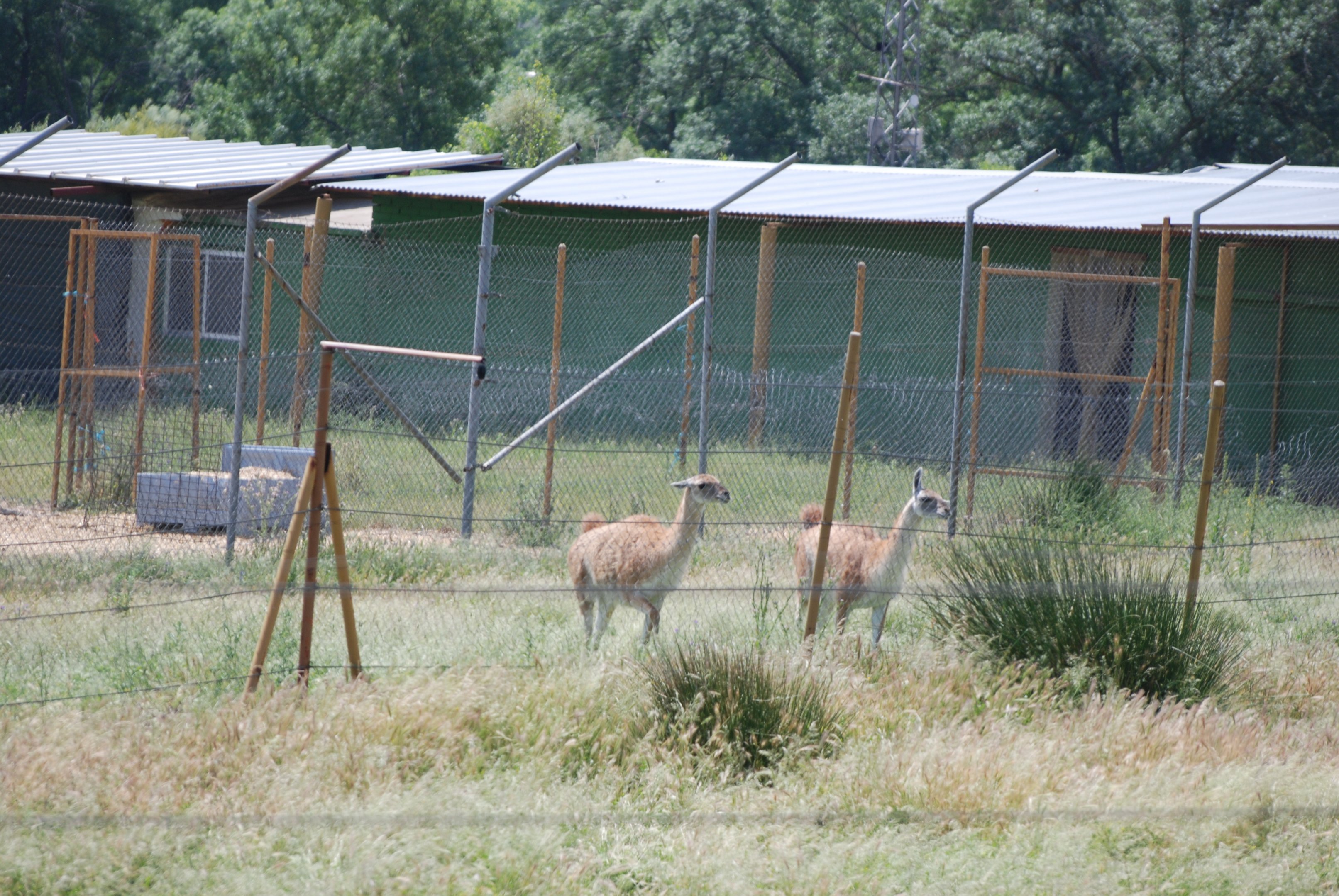 Guanaco in Side Paddock of Reserve at Safari Madrid, 19th May 2022