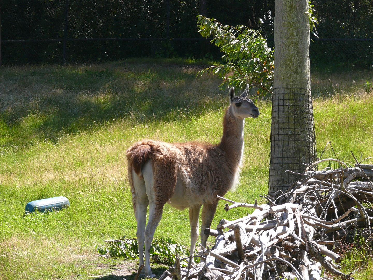 Guanaco - July 8th 2023