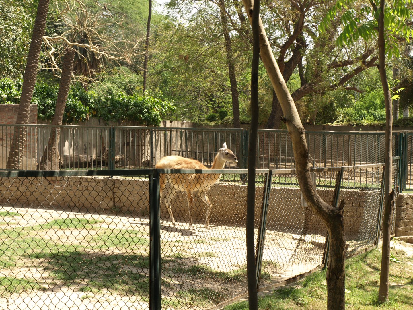 Guanaco - Lahore zoo 8/4/2017