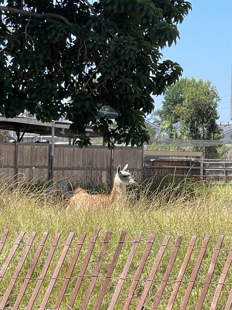 Guanaco (Lama guanacoe) in Tierra de las Pampas