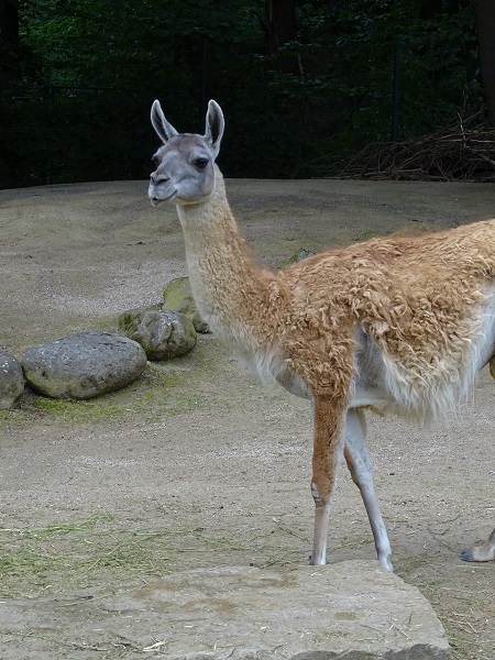 Guanaco (Lama guanicoe) (07/22)
