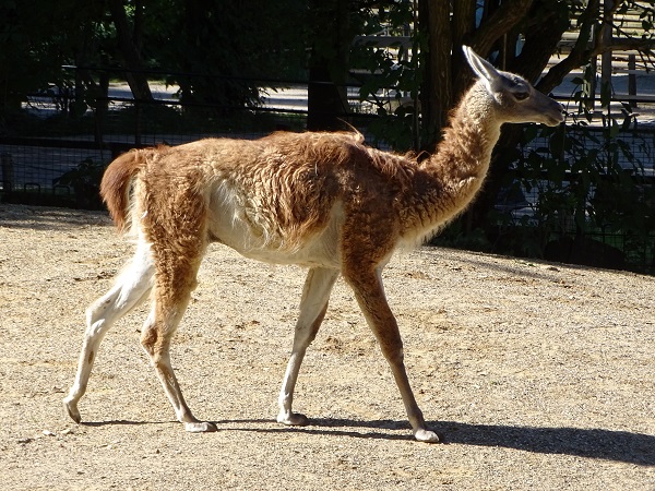 Guanaco (Lama guanicoe) (07/22)