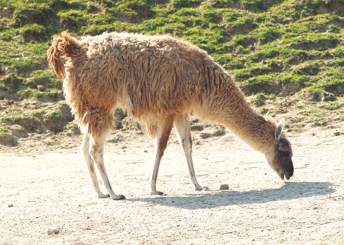 Guanaco (Lama guanicoe), 2009-04-19