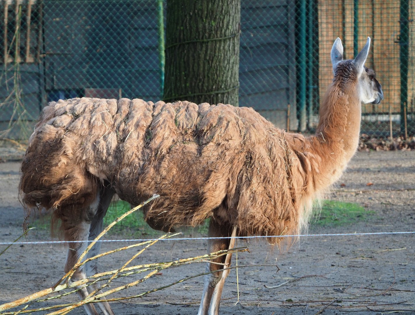 Guanaco (Lama guanicoe), 2019-12-28