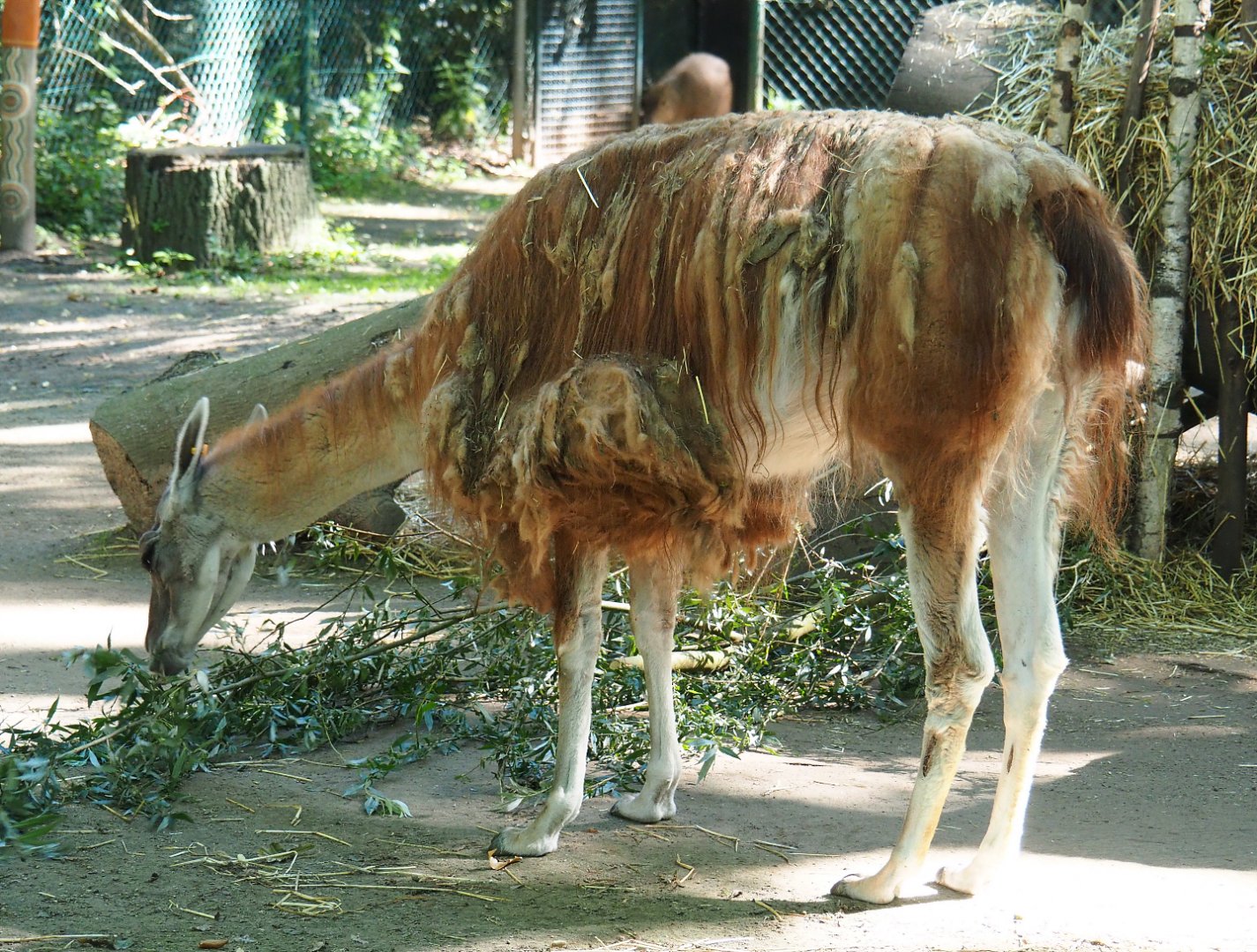 Guanaco (Lama guanicoe), 2020-07-21