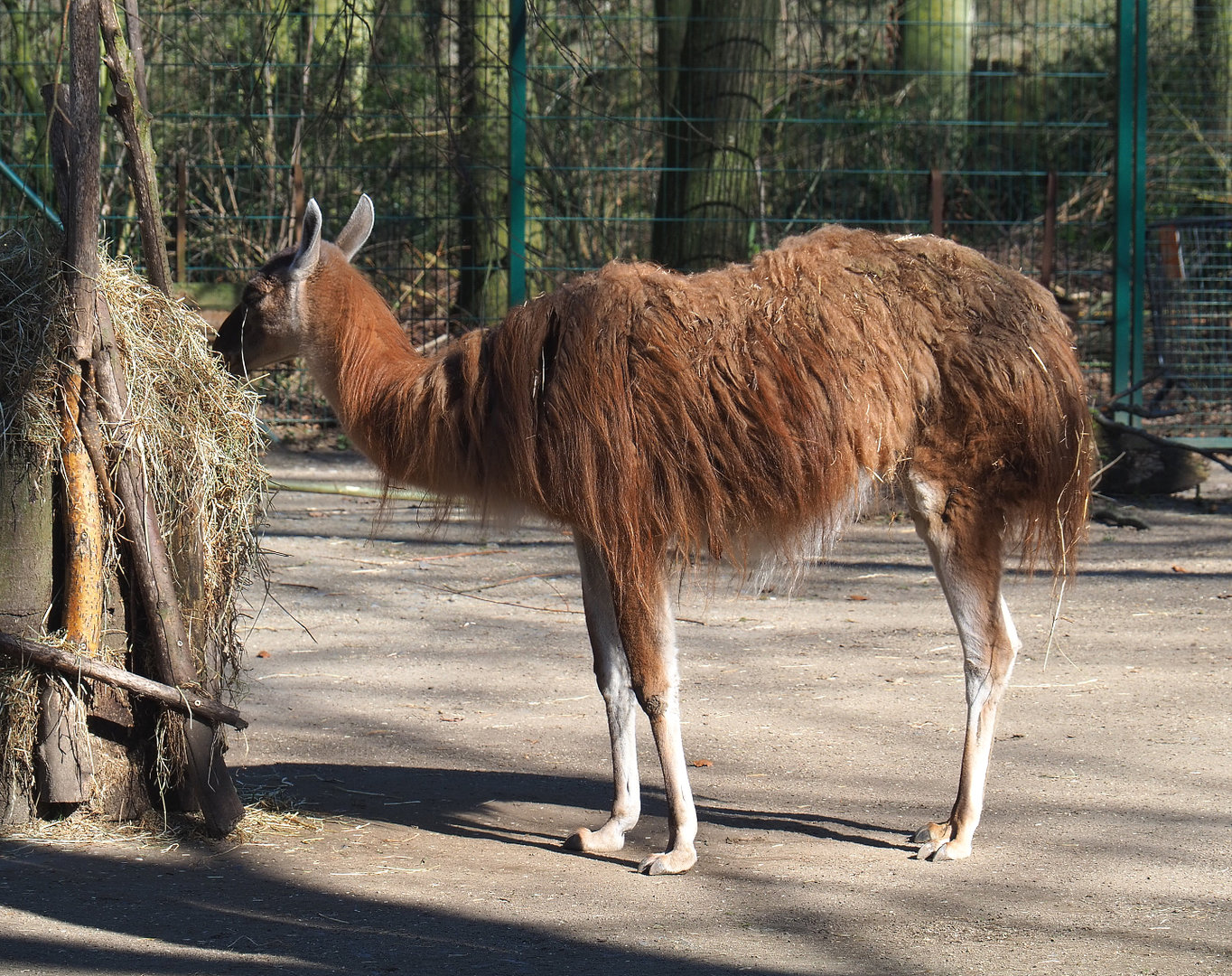 Guanaco (Lama guanicoe), 2022-03-08