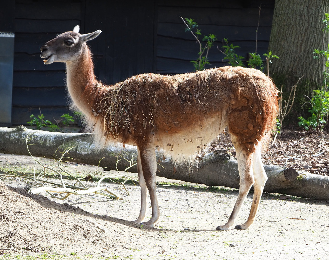 Guanaco (Lama guanicoe), 2022-04-12