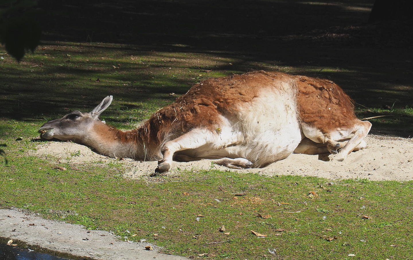 Guanaco (Lama guanicoe), 2022-06-15