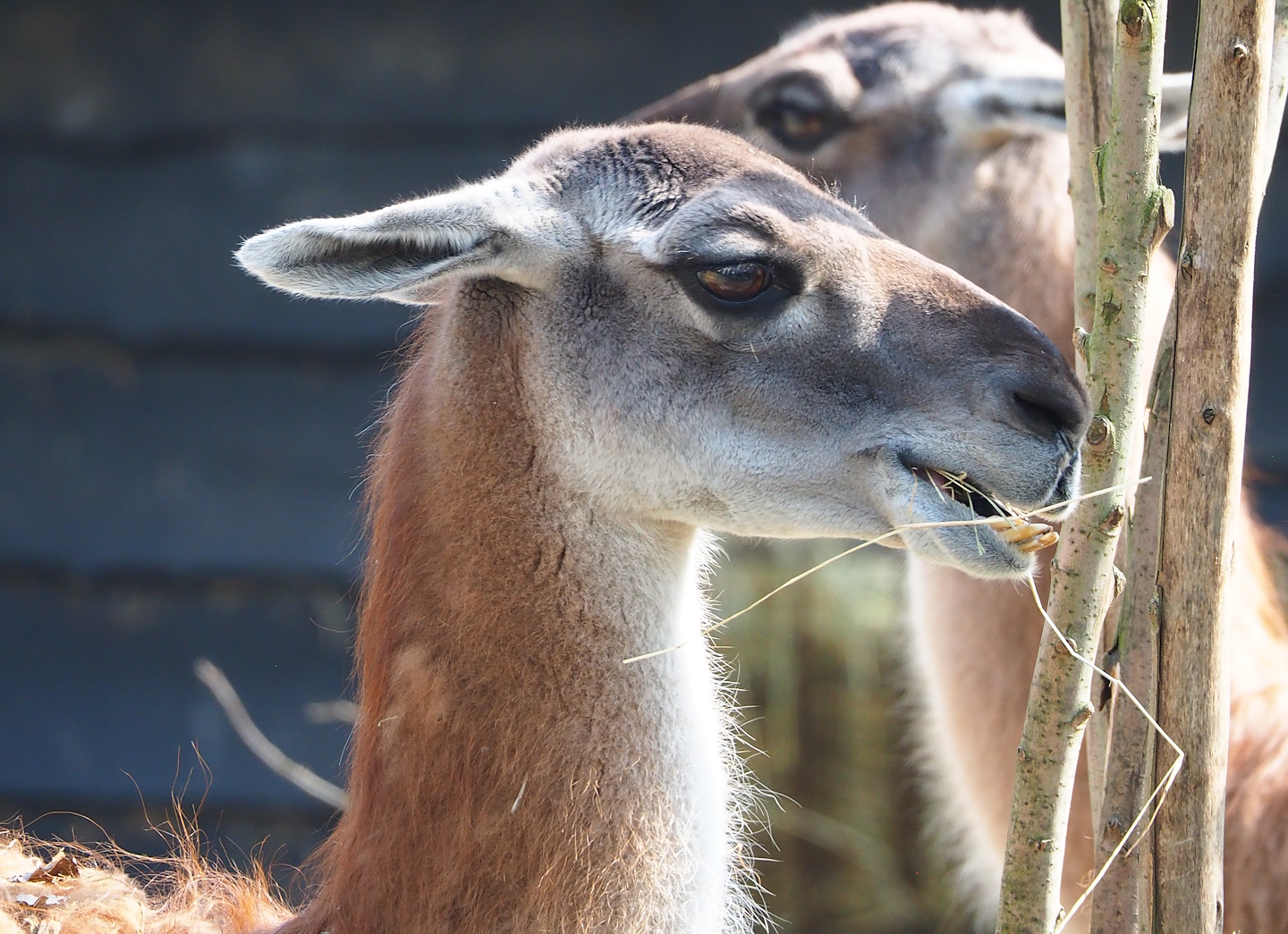 Guanaco (Lama guanicoe), 2023-04-18