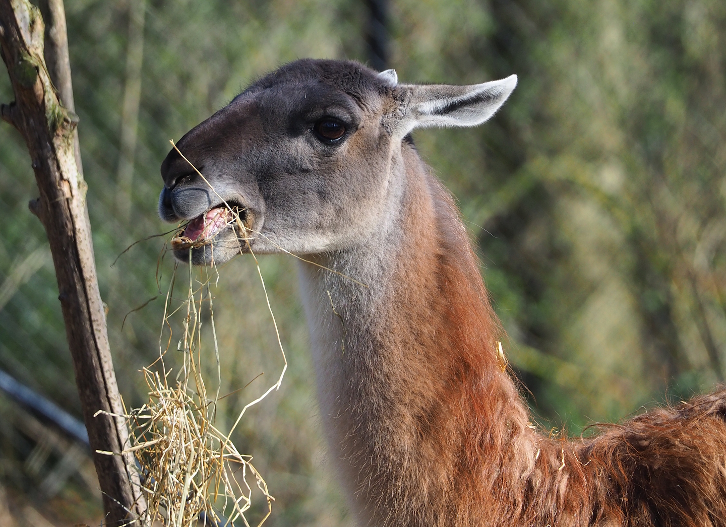 Guanaco (Lama guanicoe), 2024-03-04