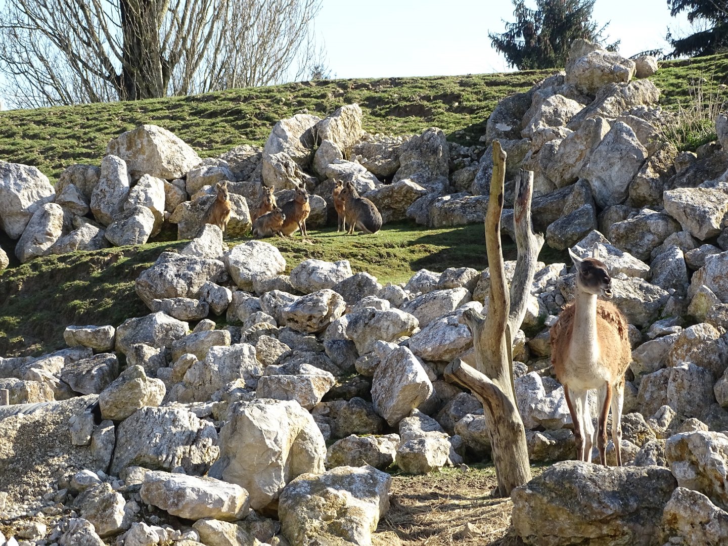 Guanaco (Lama guanicoe) and Patagonian maras (Dolichotis patagonum)