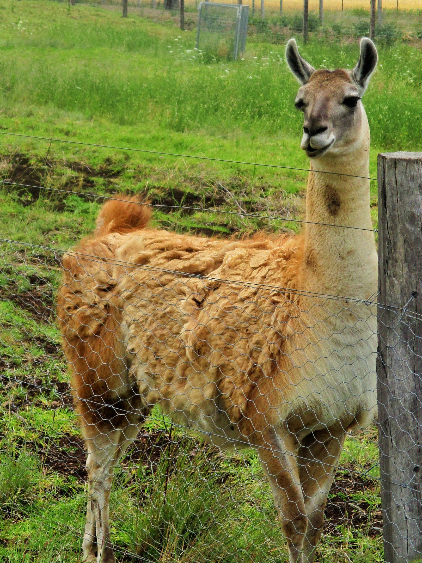 Guanaco (Lama guanicoe)- December 2017