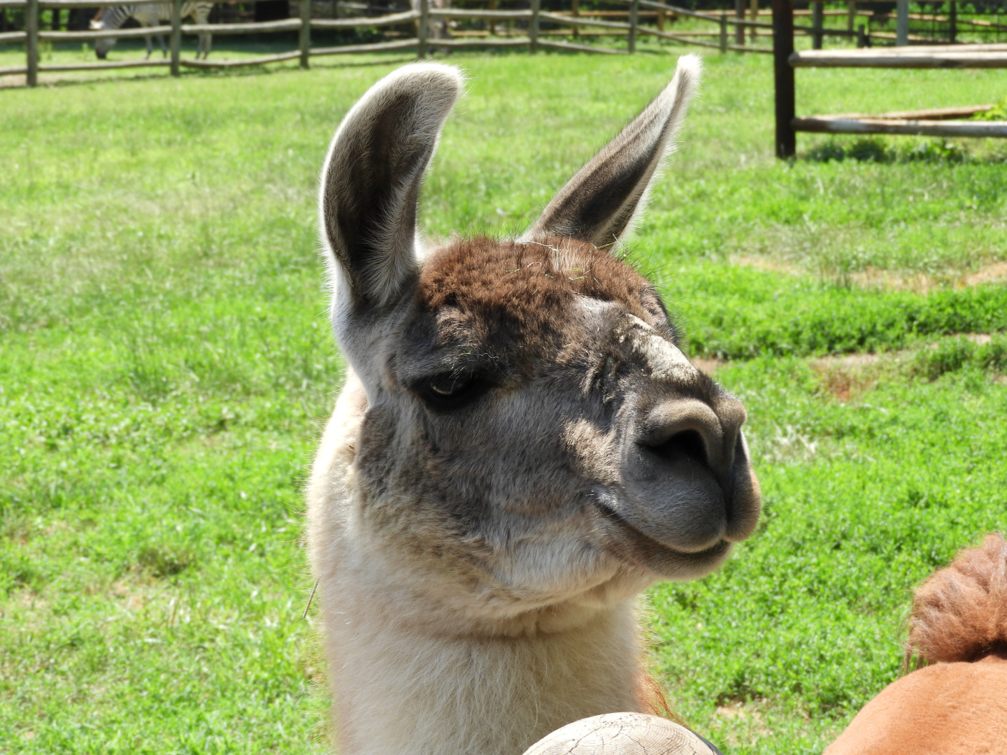 Guanaco (Lama guanicoe)