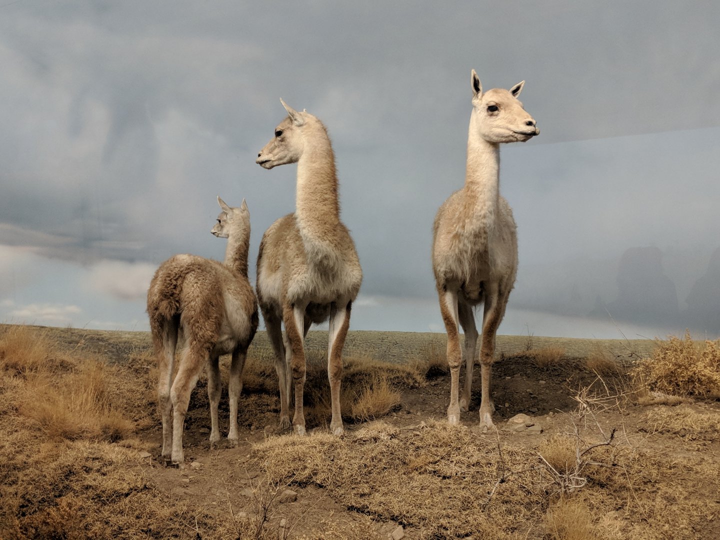 Guanaco (Lama guanicoe)