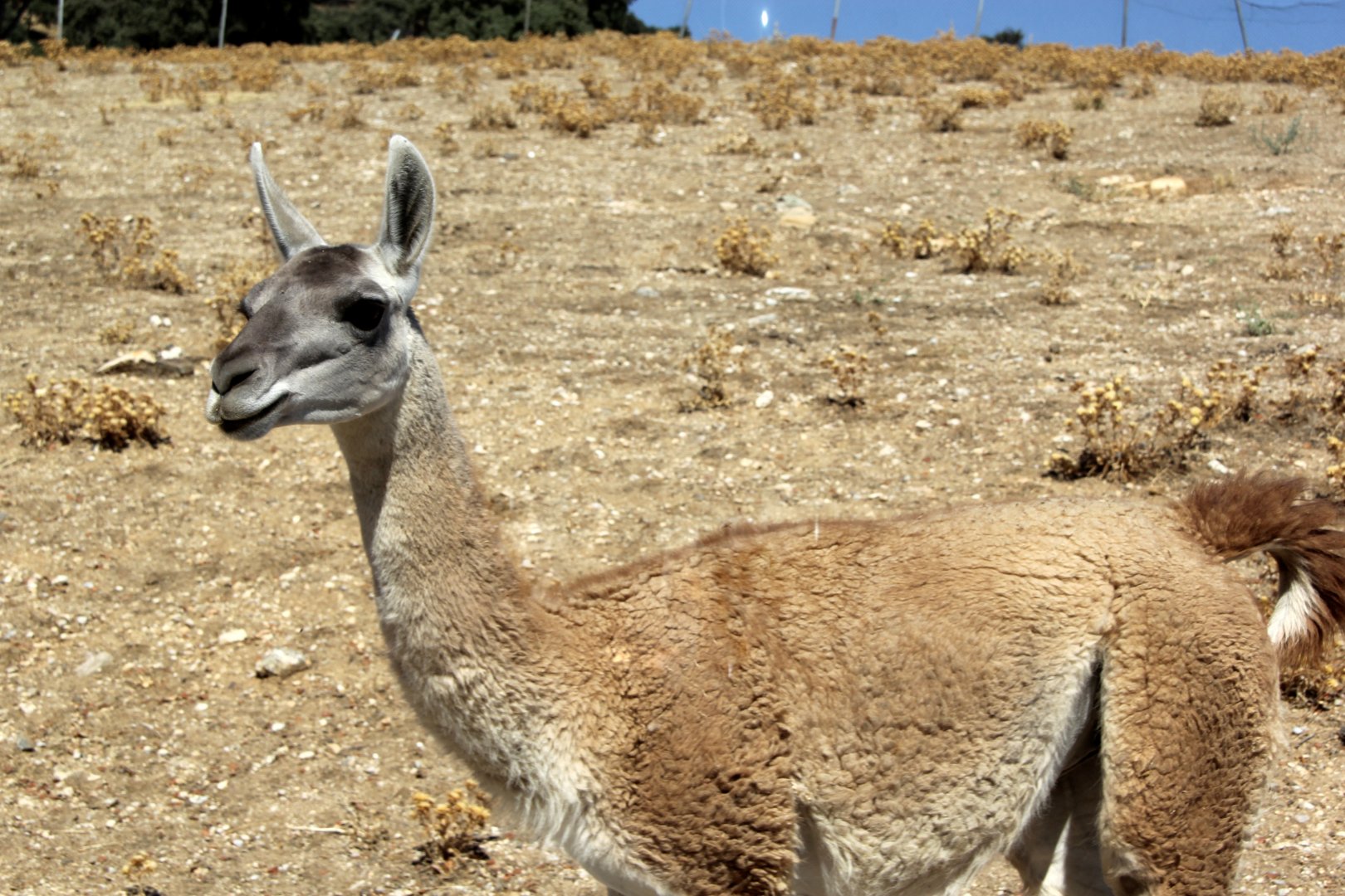 guanaco (Lama guanicoe)