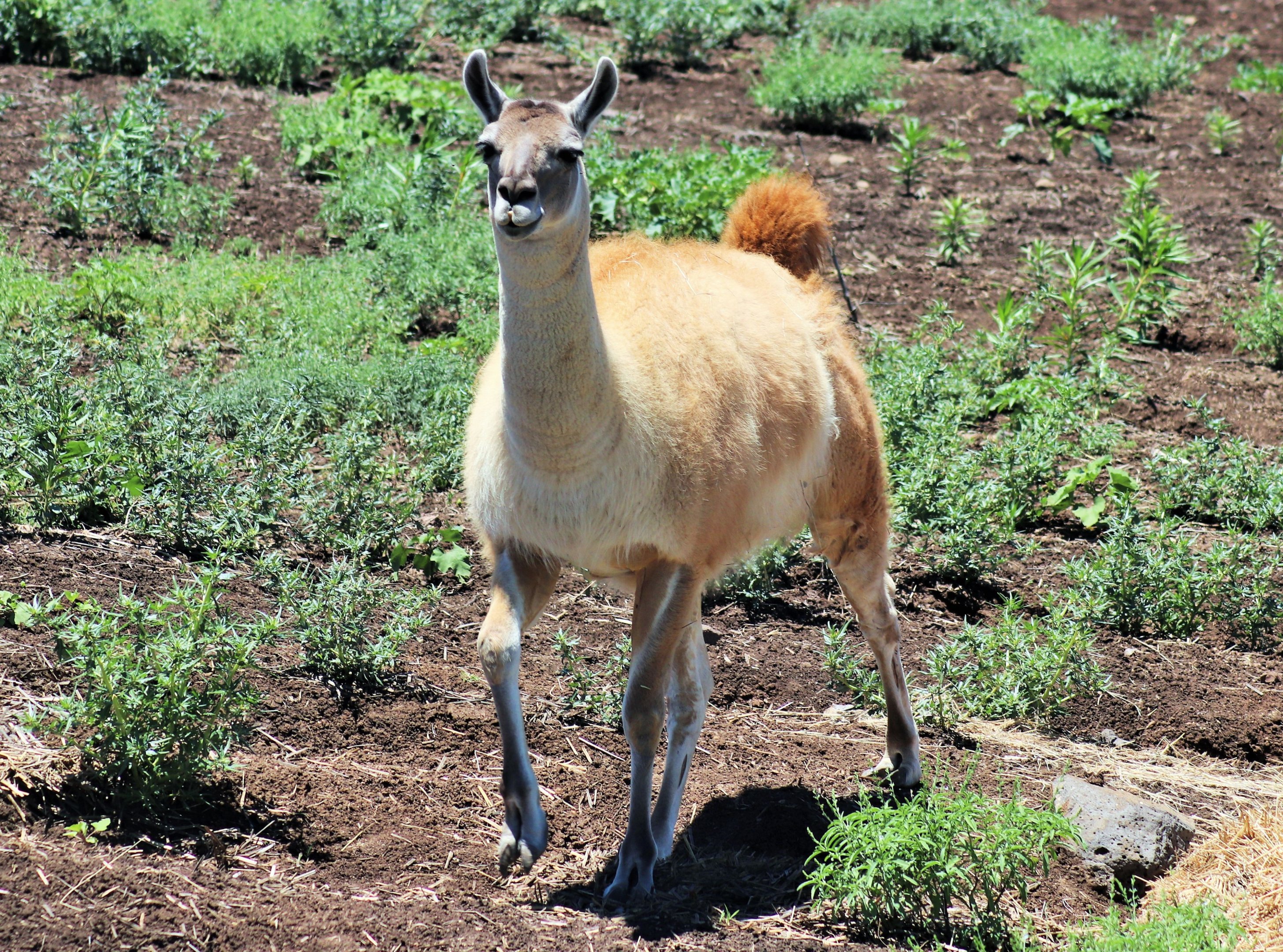 Guanaco (Lama guanicoe)