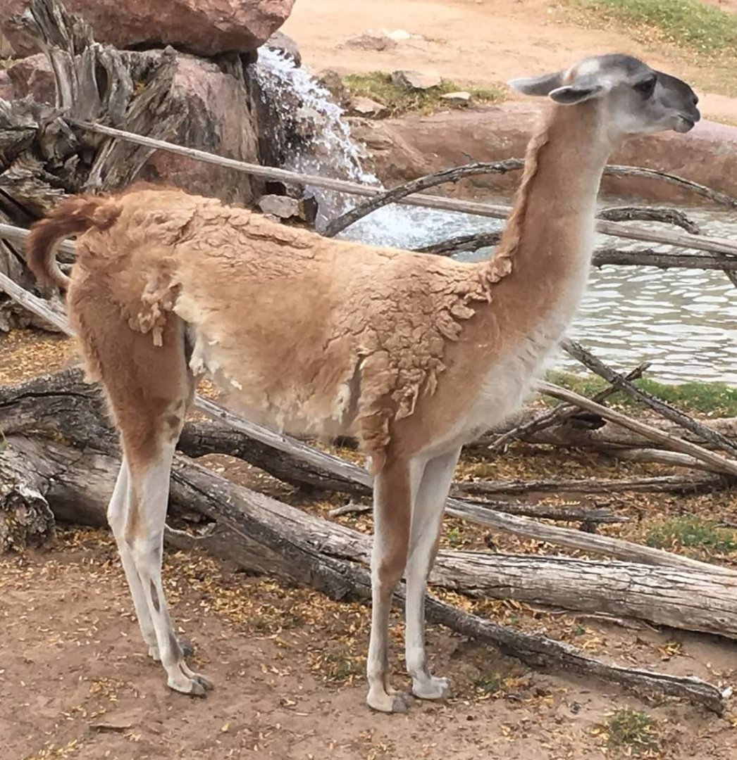 Guanaco (Lama guanicoe)