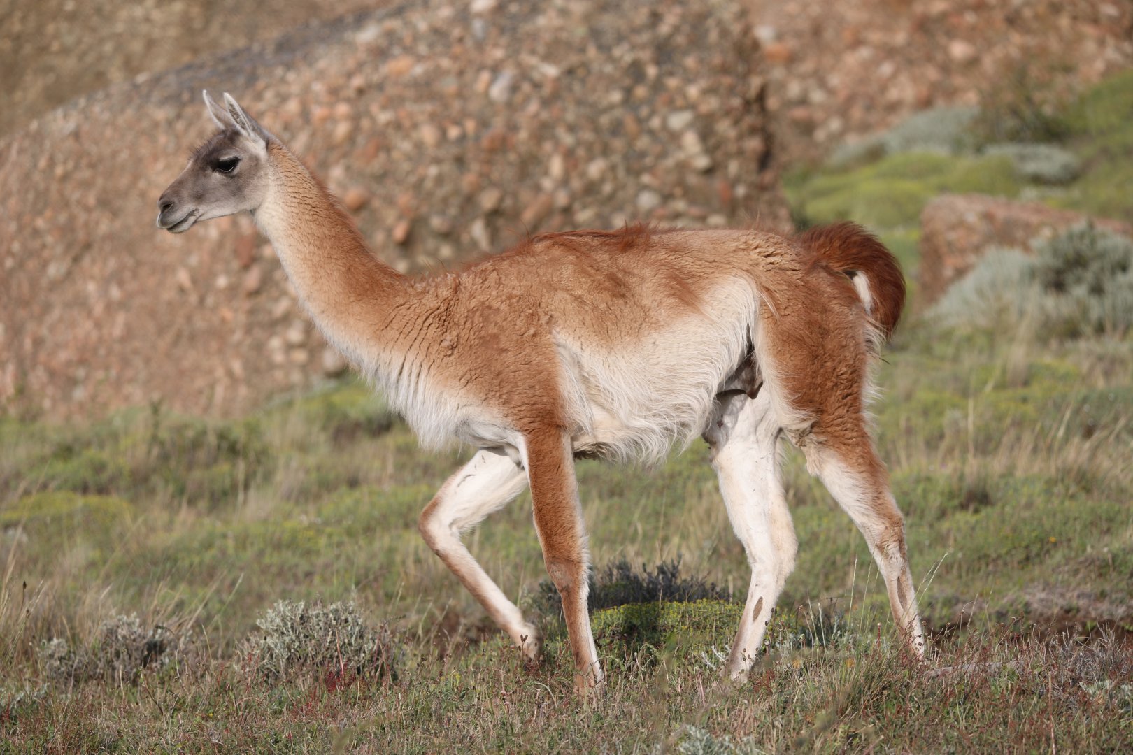 guanaco (Lama guanicoe)