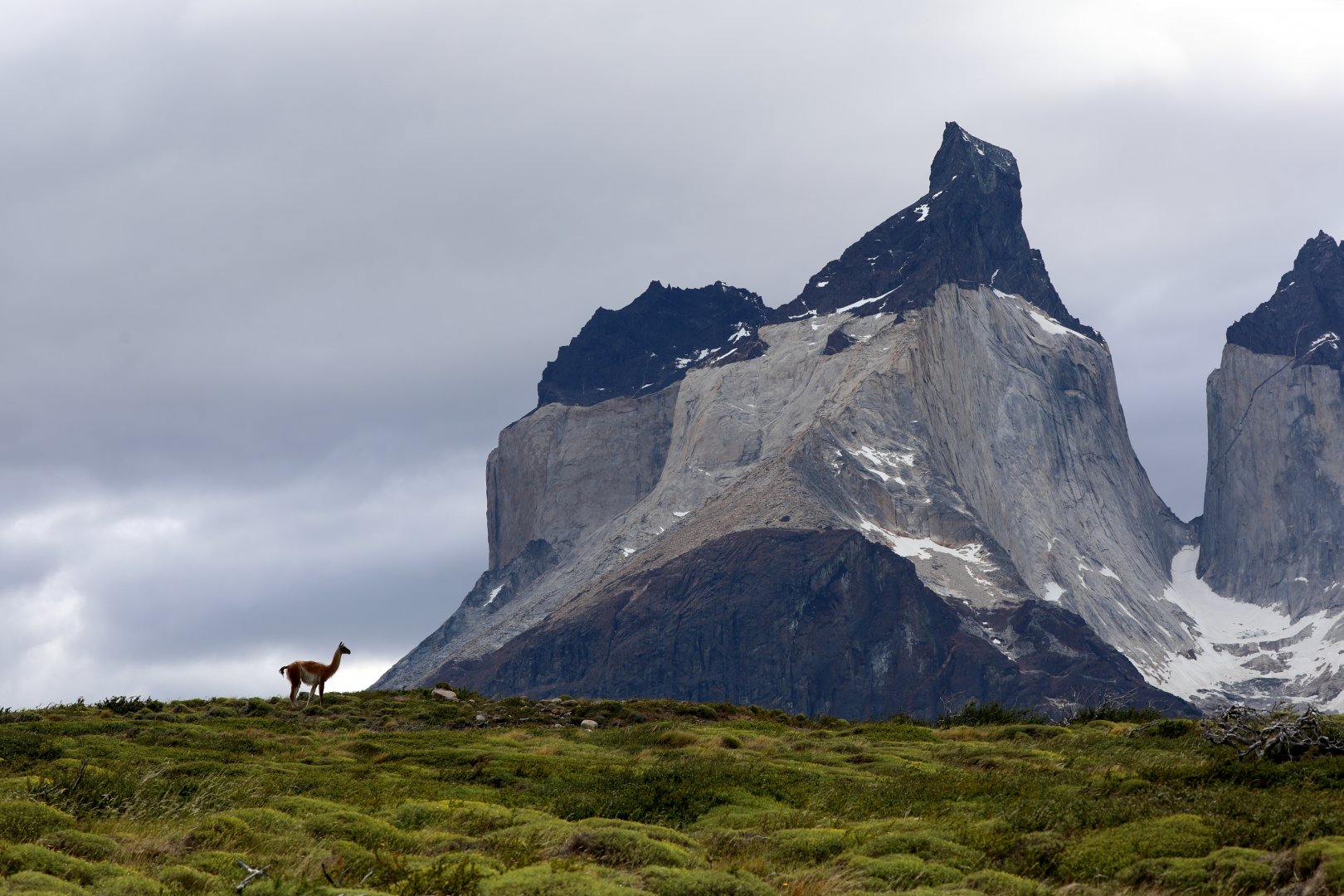 guanaco (Lama guanicoe)