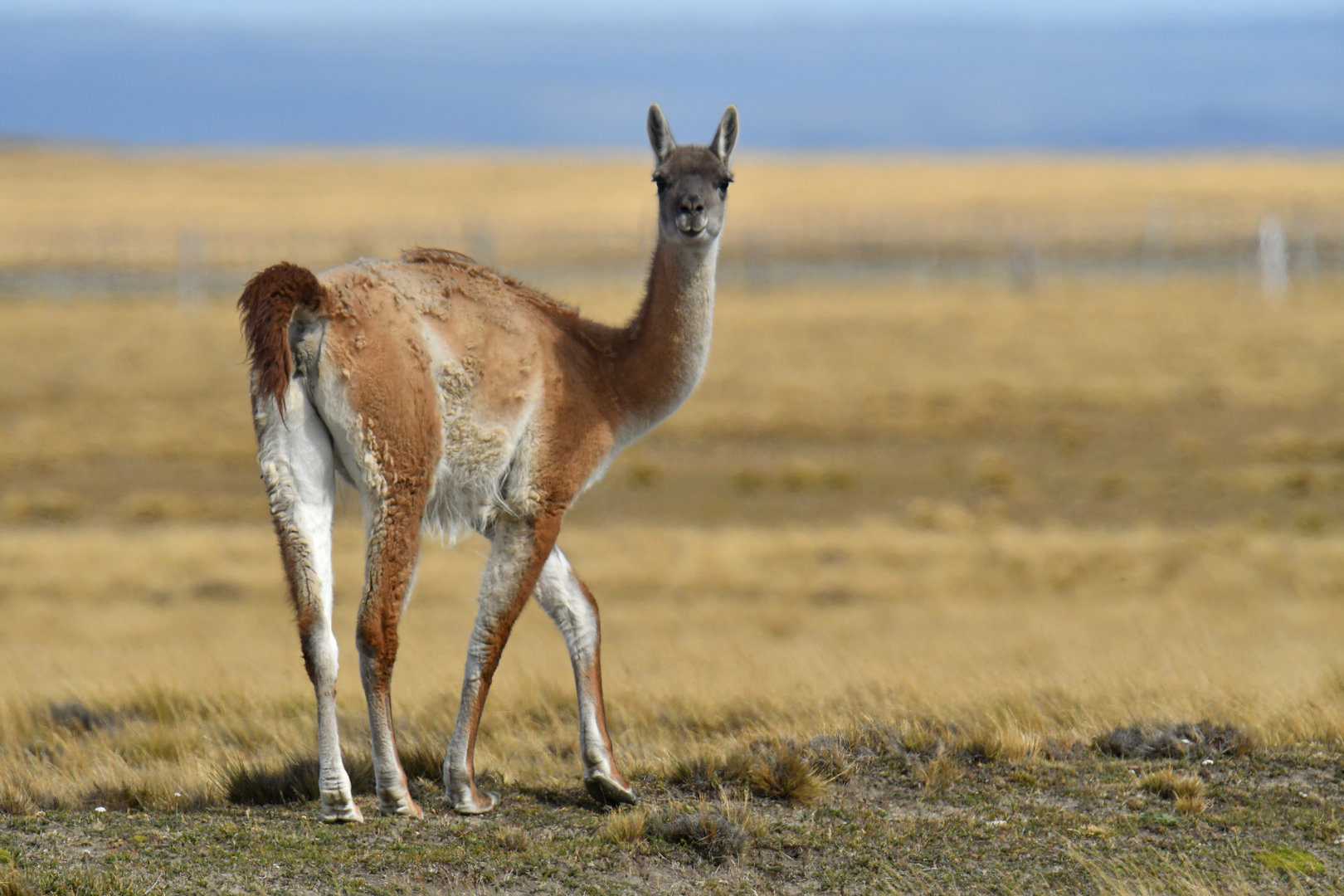 Guanaco (Lama guanicoe)