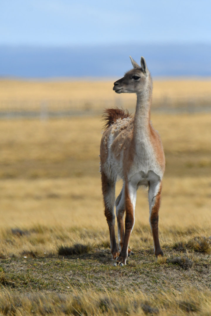 Guanaco (Lama guanicoe)