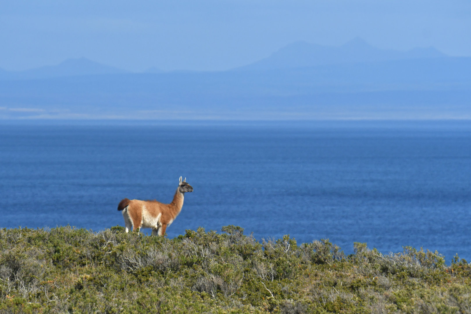 Guanaco (Lama guanicoe)