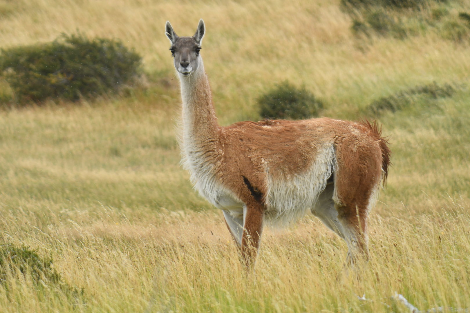 Guanaco (Lama guanicoe)