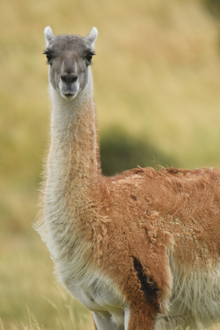 Guanaco (Lama guanicoe)